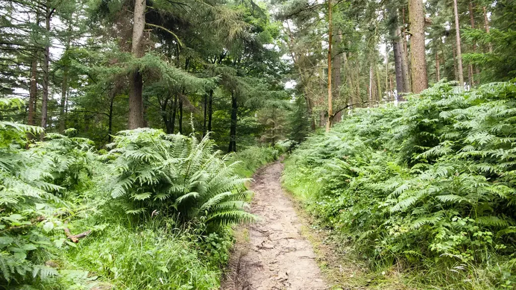A path leads through trees and bracken