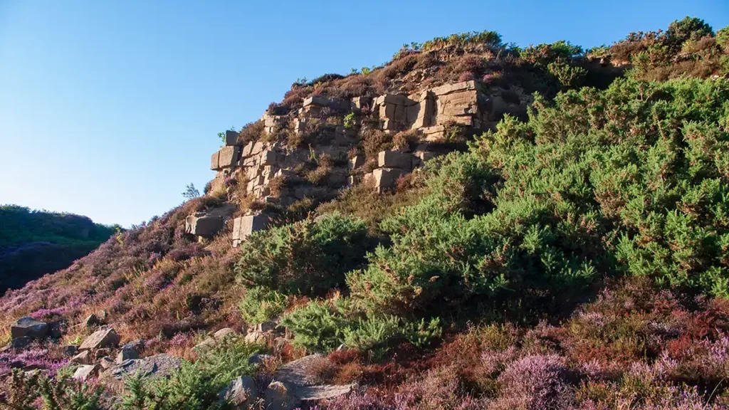 The beginning of Baslow Edge rises from the moorland, the gritstone surrounded by purple heather and green bracken