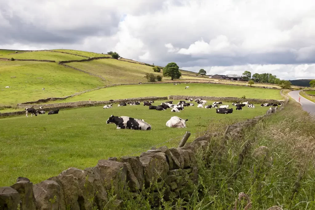 Cows lie in a field beside a drystone wall and country lane on a bright summer day