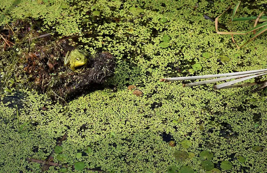 Duckweed forming a green carpet on the surface of a pond. A frog is sitting on a small log.