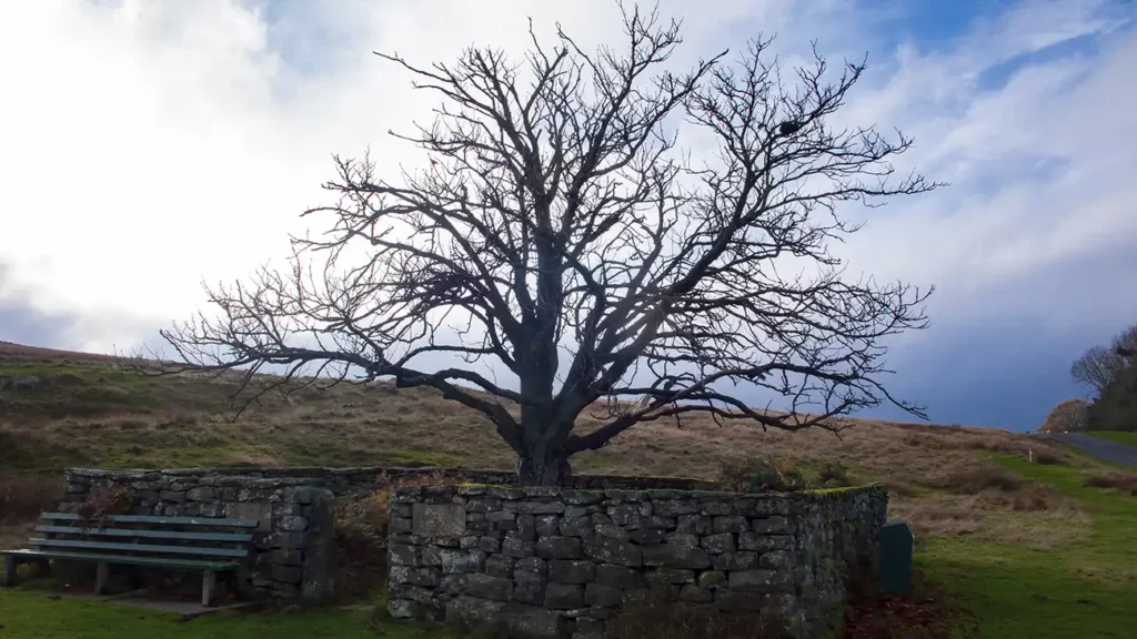 King George V Silver Jubilee Tree at Goathland