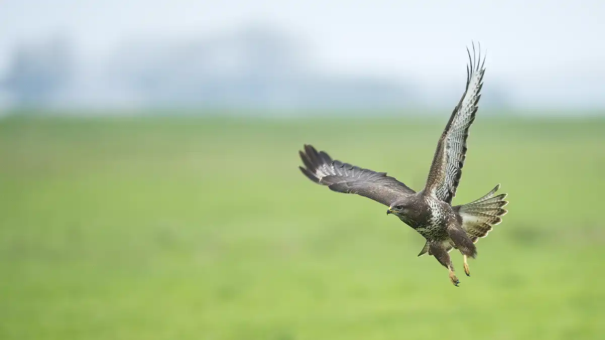 A buzzard in flight, low over a grassy field