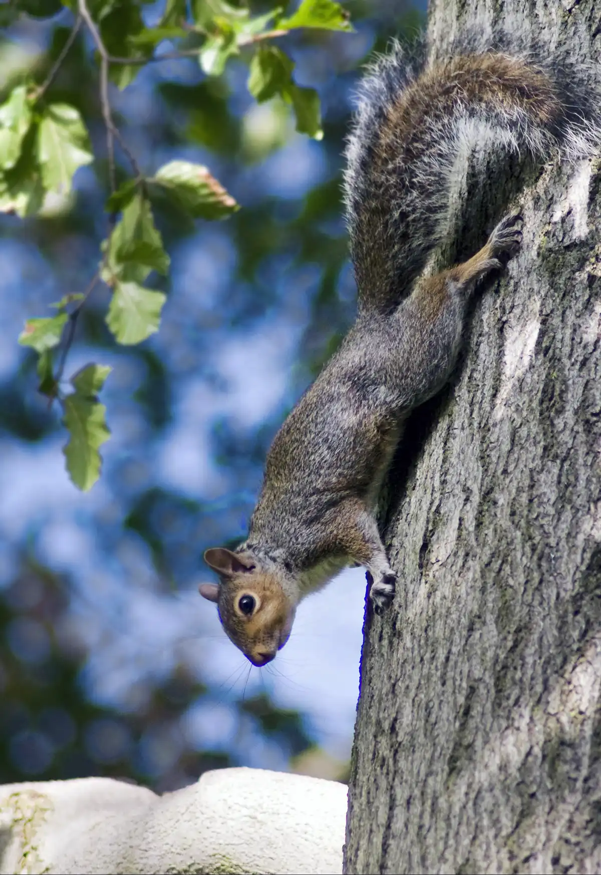 A grey squirrel clings to a tree branch, heading down the tree trunk