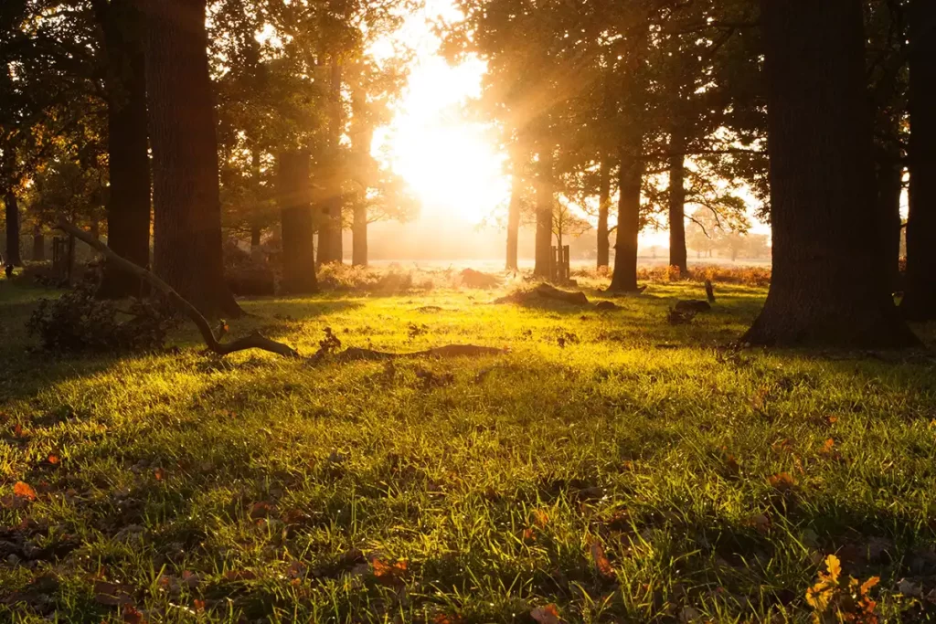 Sunrise in Richmond Park